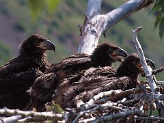 Immature Bald Eagles, Alaska